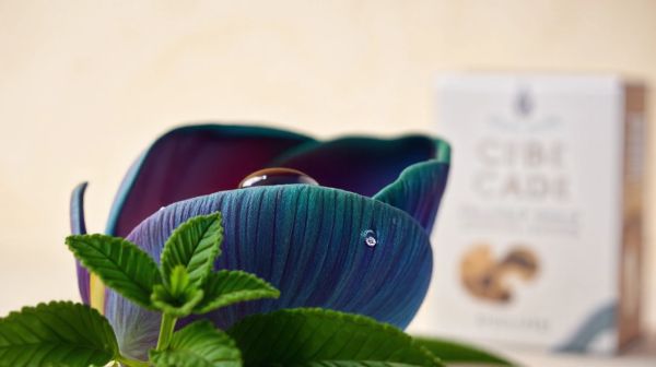 Les tendances de la fleur THX en 2026 pour les fans de CBD premium