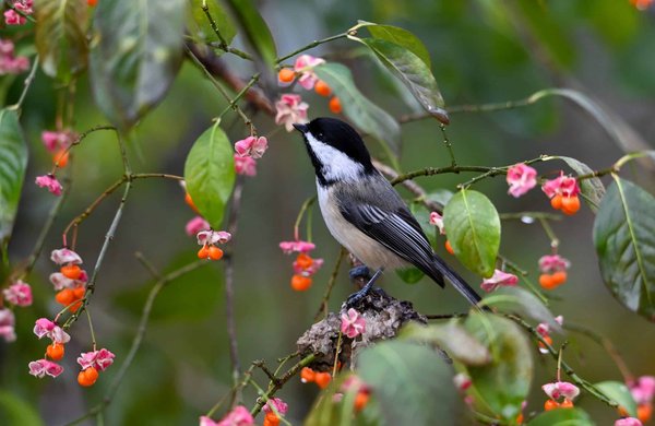 Quels sont les impacts environnementaux des batteries au lithium pour le stockage d'énergie renouvelable ?